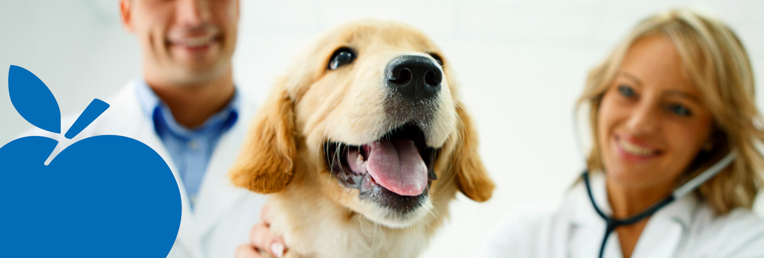 2025 Apple Bank Header Photos12 Dog being examined by vet